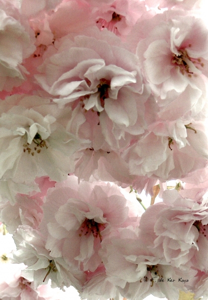 Bois des Moutiers (75) Mai 2012